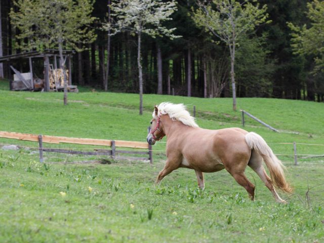 Agriturismo con maneggio nel cuore del Trentino - Agritur Bontempelli